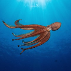 이 단도 -  文漁 (글을 아는 물고기)