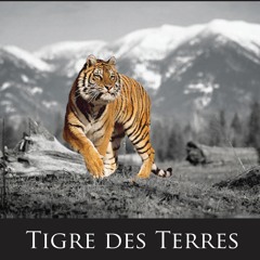 Tigre Des Terres