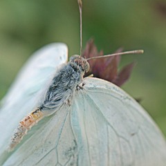 لأن الشوق معصيتي - فاروق جويدة