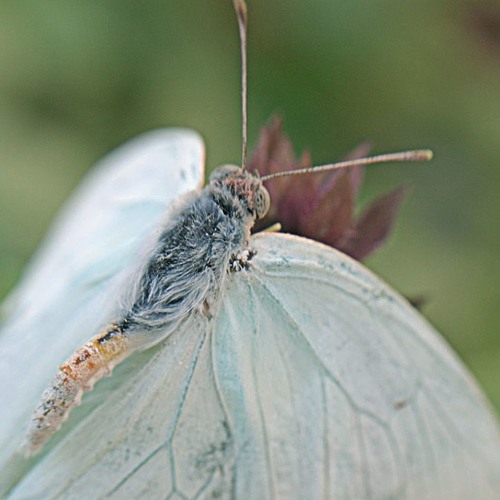 لأن الشوق معصيتي - فاروق جويدة