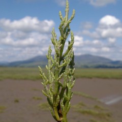 Samphire