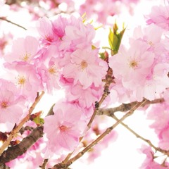 さくら咲いた（弾き語りCover）