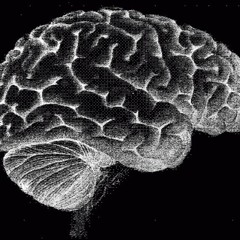Einstein's Brain