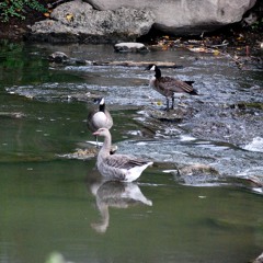 2016-04-19 Cascading Mission