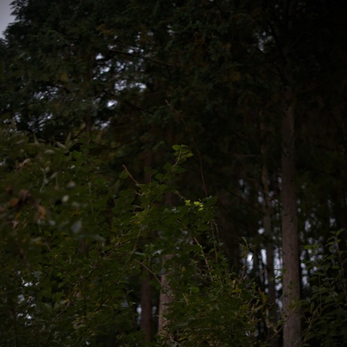 鳥の夫婦喧嘩 Birds Quarrel At Dusk By World Listener On Soundcloud Hear The World S Sounds 鳥の夫婦喧嘩 Birds Quarrel At Dusk By World Listener On Soundcloud Hear The World S Sounds