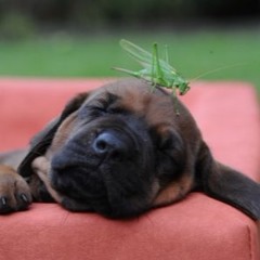 Deep Sleep