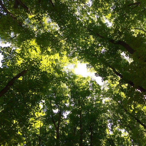 Spring in Comana forest