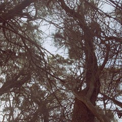 The Casuarinas Crackled And Whispered On A Windswept Headland