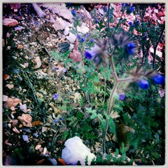 Blue Flowers