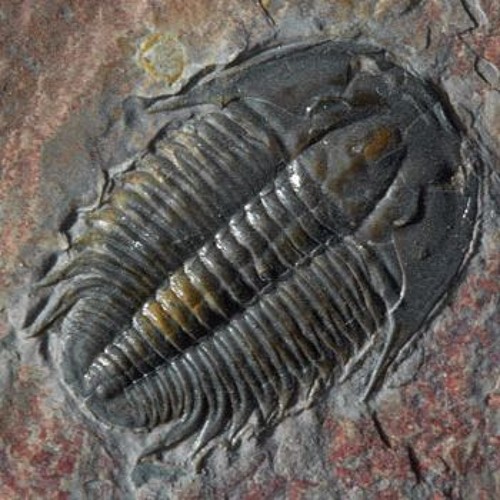 fossils