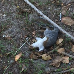 If The Squirrels Die, Please Don't cry