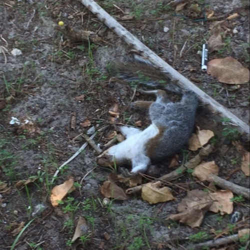 If The Squirrels Die, Please Don't cry