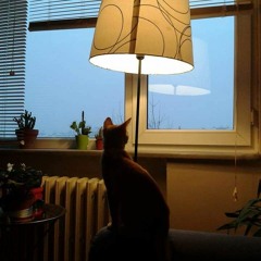 Ez-Deveyi düzde gördüm