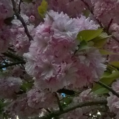 Japanese Cherry Blossoms