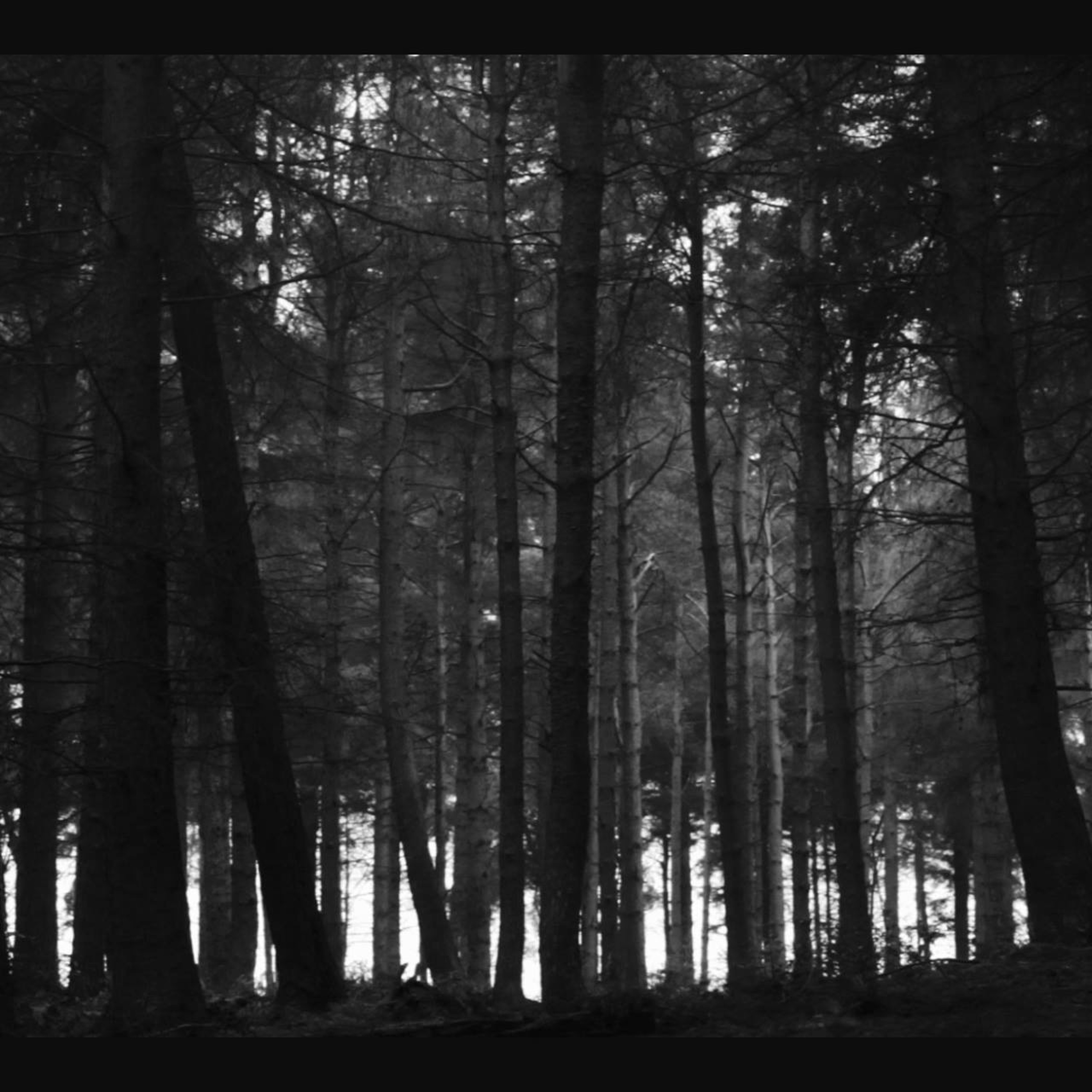 Big Eyed Woods