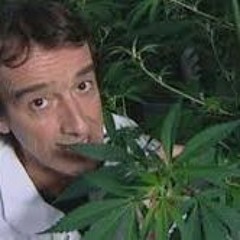Oh Du Cannabis !