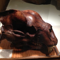 The Cave Bear