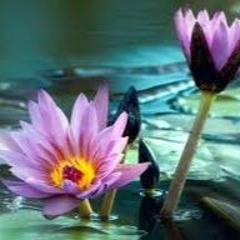 บัวไม่พ้นน้ำ เสียงดนตรี