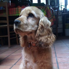 Pilu Lu Lu Luuuuuuuuu