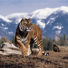 Human Eater - A killing tiger killed