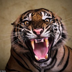 Beauty And Cruelty Of Wild Life A Tiger's Majestic Destiny