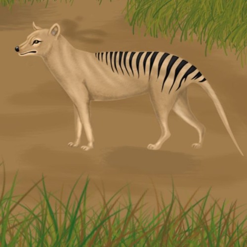 Thylacine's Hymm