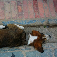 Raggedy Dog (25-4-2016)