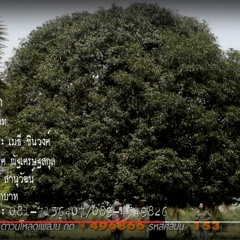 นกเขา กากบาท