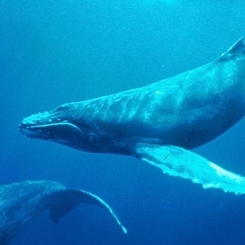 Whale Song