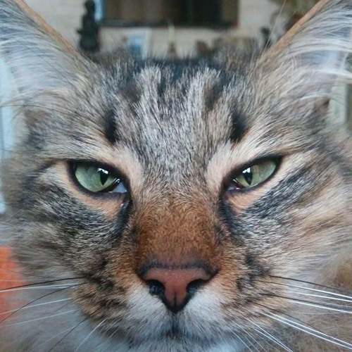 Stream Maceo Plex Learning To Fly by Сылвестер Хаутин Listen online