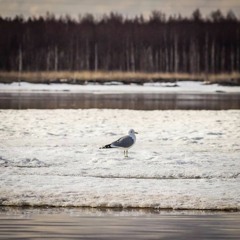 European Herring Gull