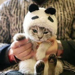 Smitten Kitten Panda Feels Mix <3