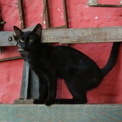 Lamento de la Fauna/ Wildlife Crying. G. Sasanuma Composer. Performers/Arregements: JEHEKA