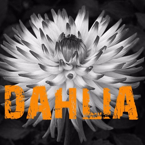 TURN THE PAGES - DAHLIA