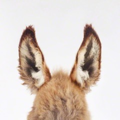 DONKEY EARS THE MIXTAPE