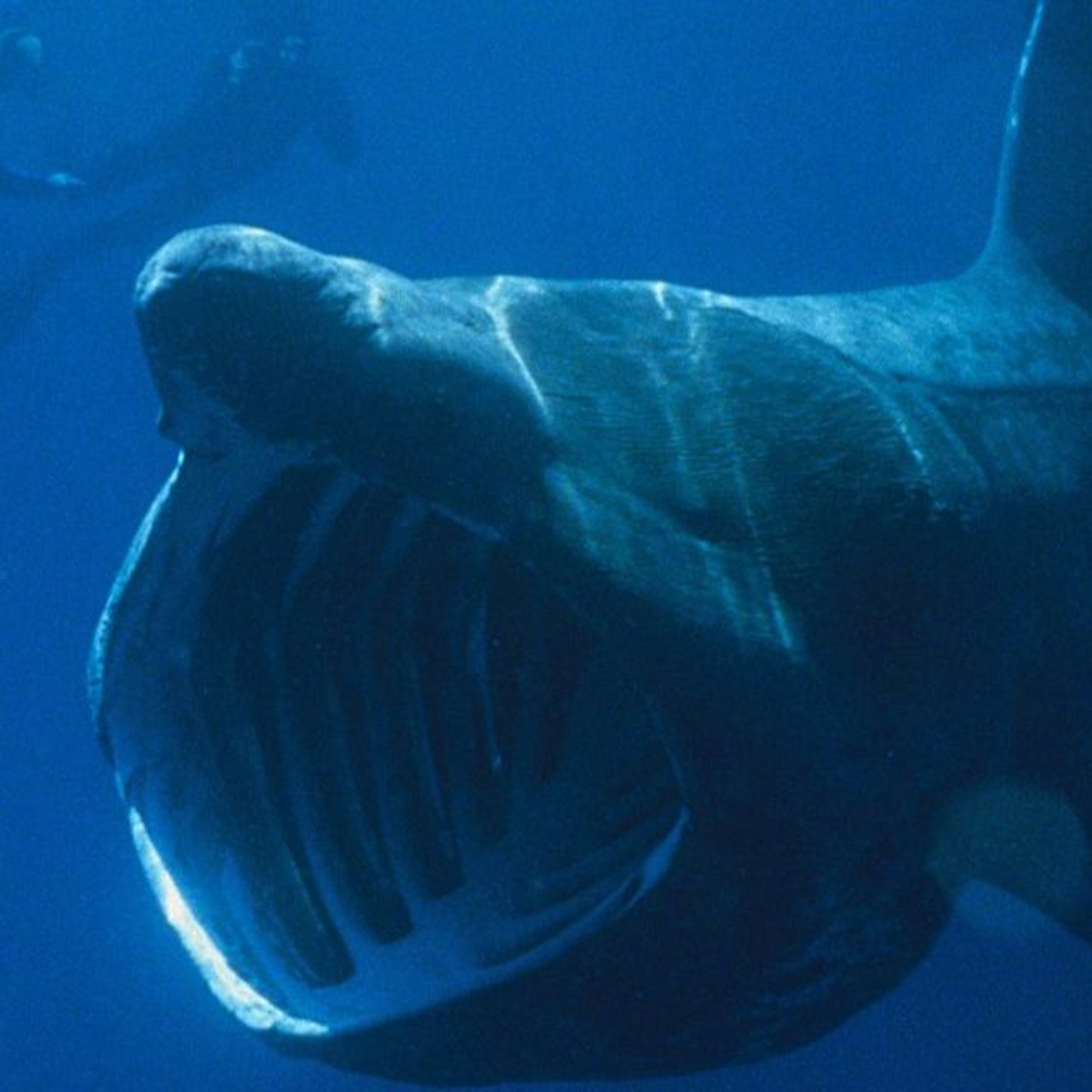 Sharks that do not Hunt episode artwork