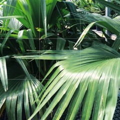 Tropical Beats