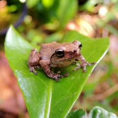 Bush frog