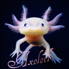 Axolotl - Mixican