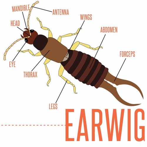 イヤーウィグ earwig パスト past Stream EARWIG by THE DANSANT | Listen online for free on