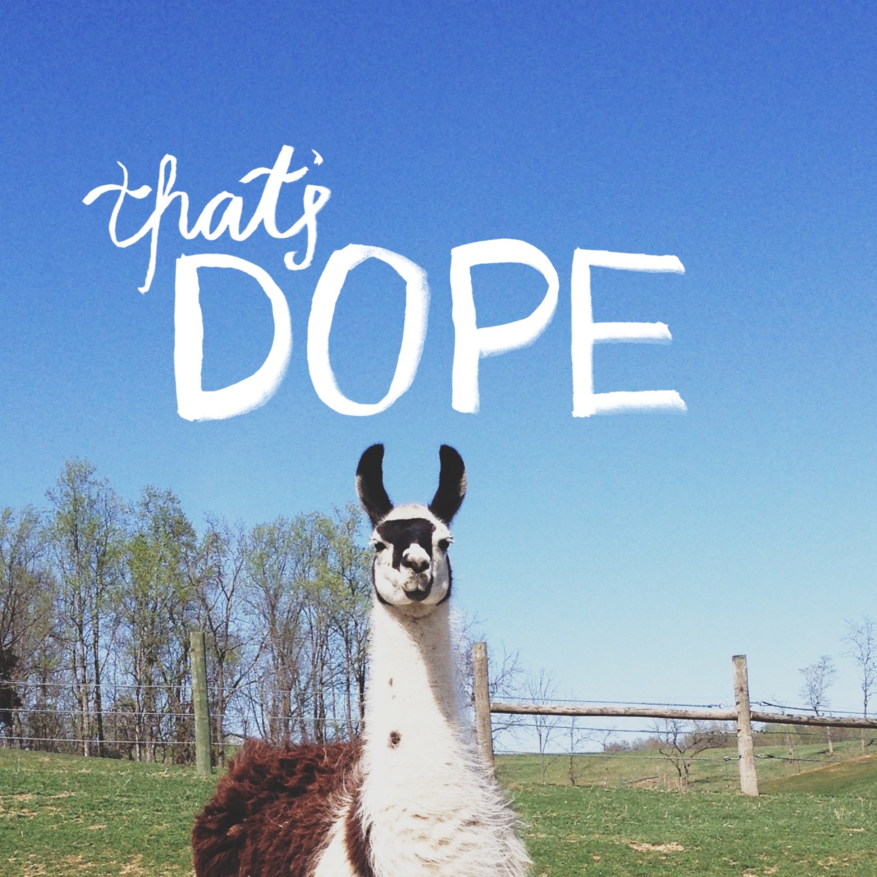 It's Llama Time episode artwork