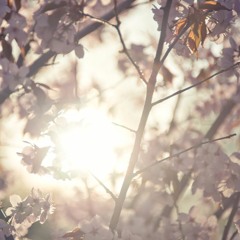 Digi Sisters - ZiziLula