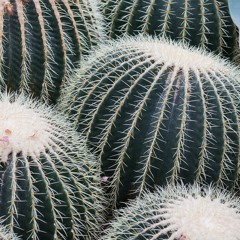 Daddy Doesn't Pray Anymore (Christ Stapleton Cover)