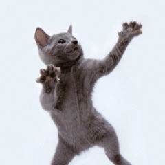 catdance