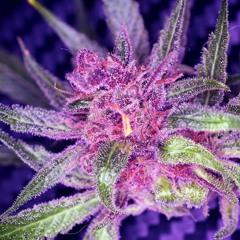 Ice Cube - Smoke Some Weed Remix