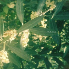 الله يا كرما توسط ألف كرم