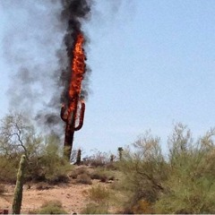 cactus on fire (from immediate shapes)