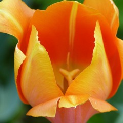 MACRIMA - No. 12 Tulpe