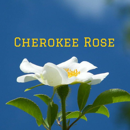 Cherokee Rose (Prod. By Double A)