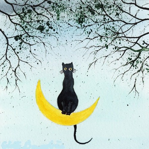 Chat Perché